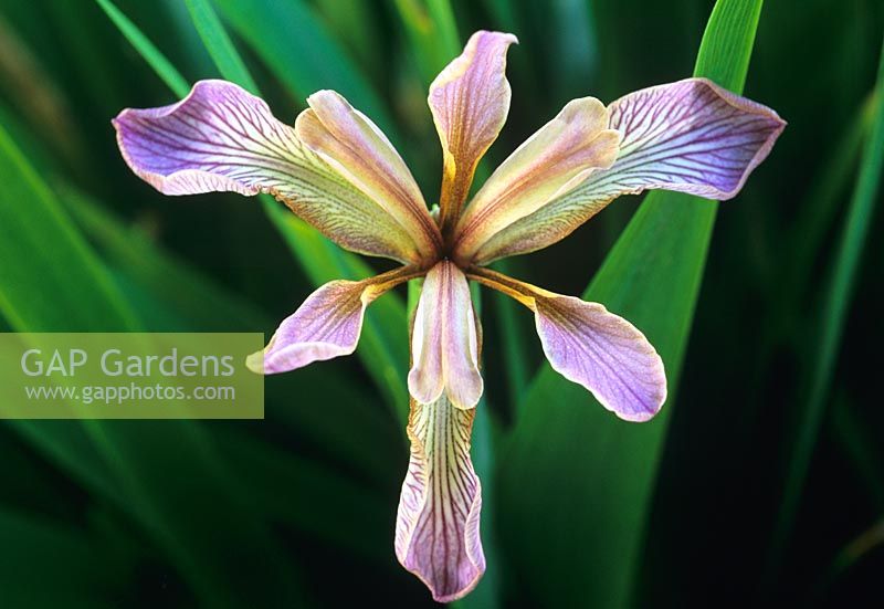 Iris foetidissima flowering in June