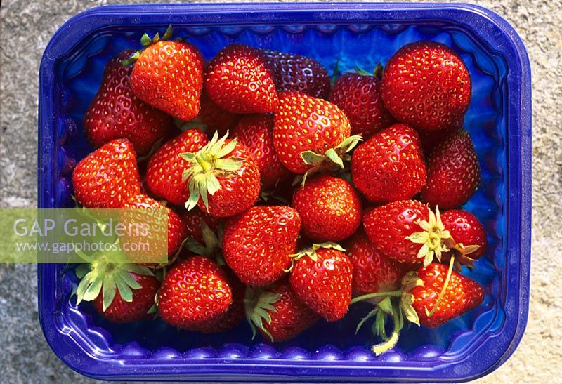 Fragaria x ananassa  'Sophie' -  Strawberries in plastic tray in June