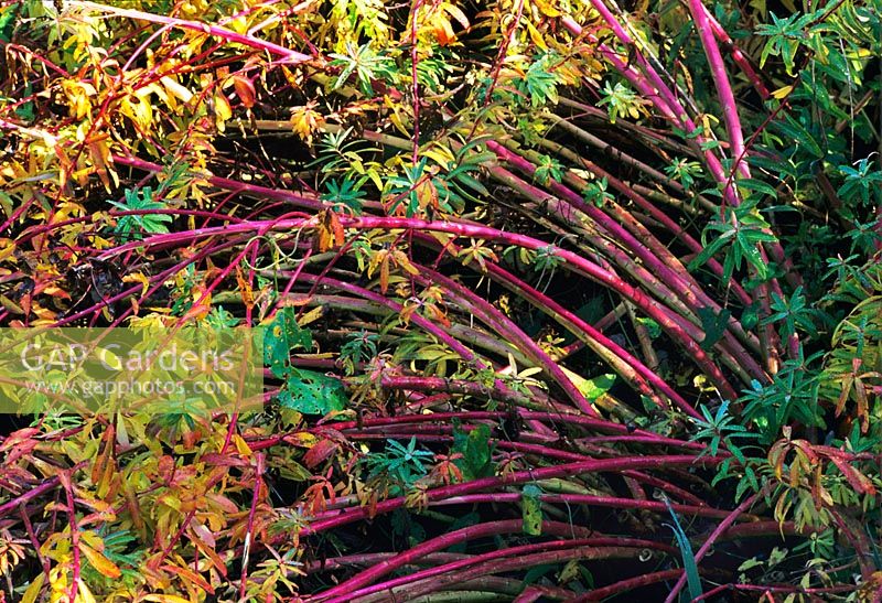 Euphorbia palustris with pink stems in October