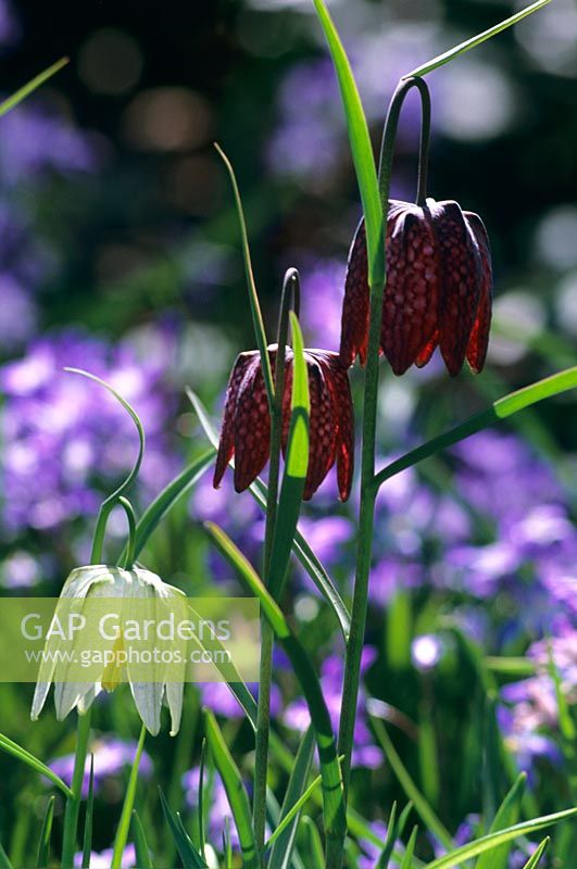 Fritillaria meleagris flowering in March