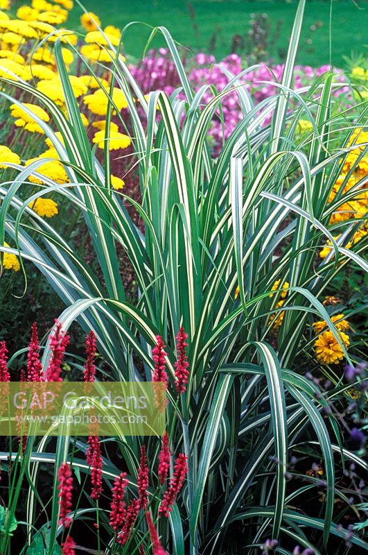Miscanthus sinensis 'Cabaret' in colourful border in July   