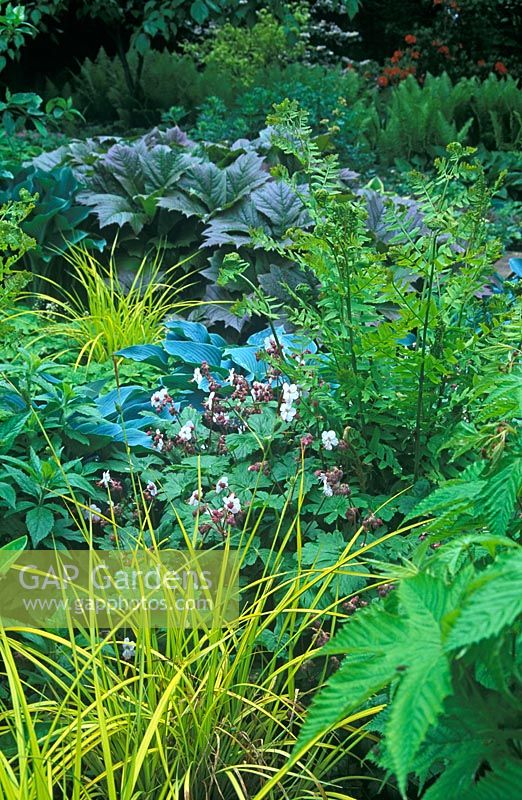 Green summer border with Rodgersia podophylla , Carex elata Bowles, Osmunda regalis, Hosta Halcyon and Geranium macrorrhizum Album in June