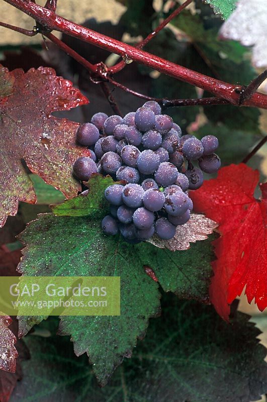 Vitis vinifera 'Purpurea' - Grape Vine  