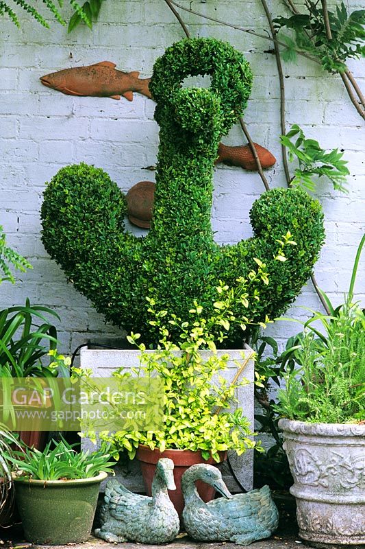 Buxus topiary anchor planted in a container