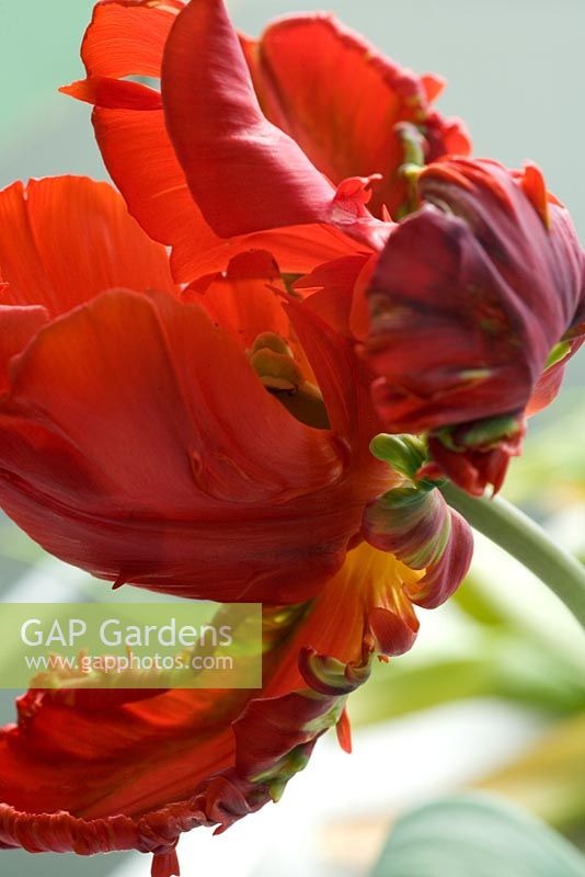 Tulipa 'Rococco' - parrot tulip 