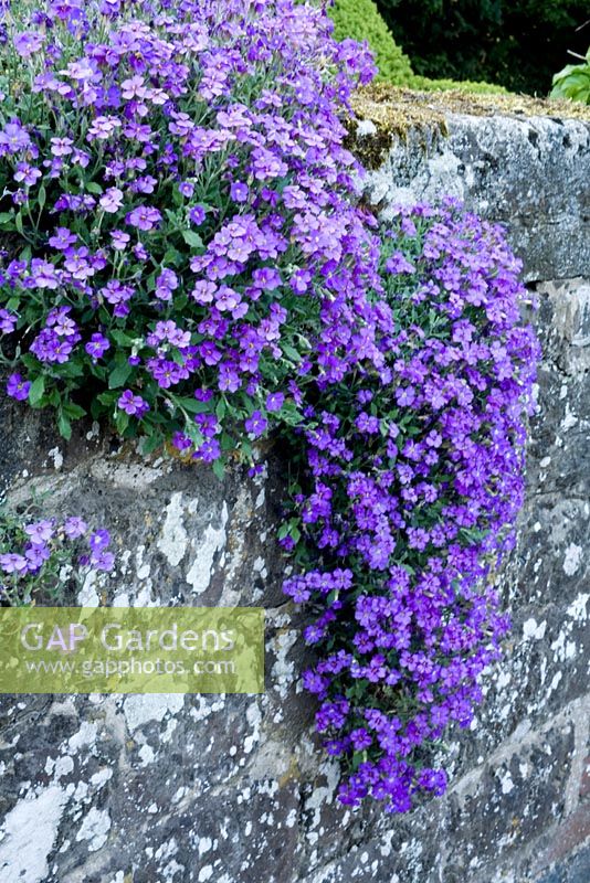 Aubretia x cultorum 'Joy' growing in cracks of old Sussex stone wall 