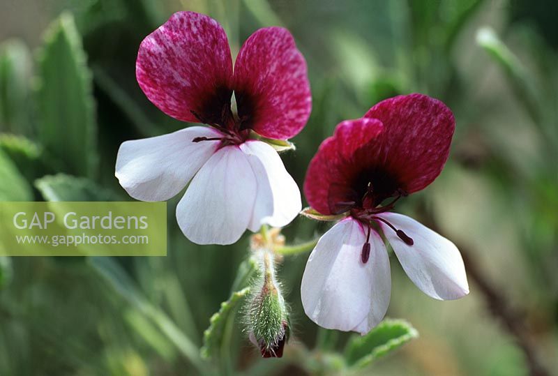 Pelargonium splendidum violareum tricolor