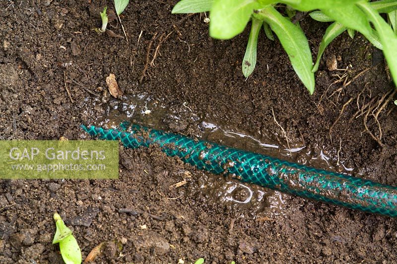 Hose buried near plant roots, recycled water fed from water butt