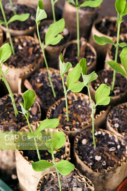 Lathyrus - Sweet pea seedlings in recycled card tubs and toilet rolls