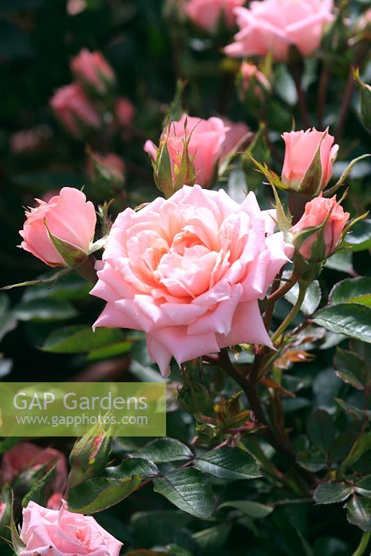 Rosa 'Flower Power' = Patio rose 'Fricassia' 