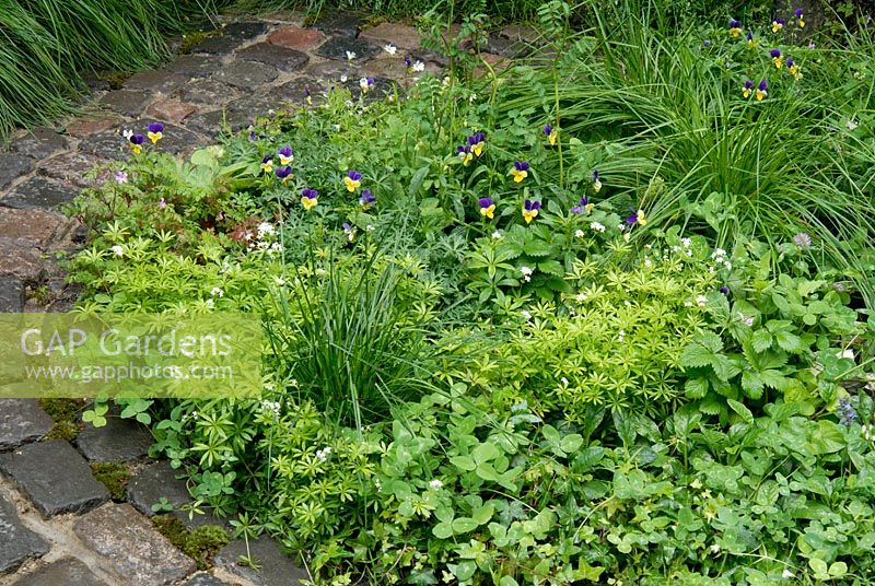 Border planted with wild flowers including - Fragaria vesca, Trifolium pratense, Trifolium repens, Viola odorata, Viola tricolor and Galium odoratum. 