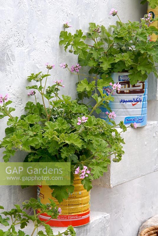 Geraniums planted in recycled tin cans, positioned on wall shelves 