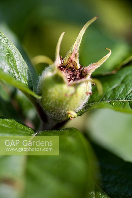 Mespilus germanica 'Dutch' - Medlar with young fruit in early Summer