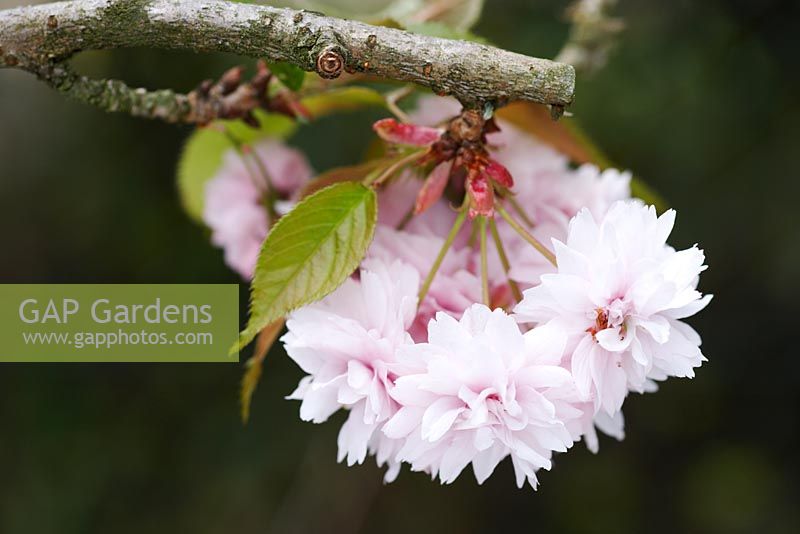 Prunus - Weeping Cherry at The Ridges garden, Lancashire