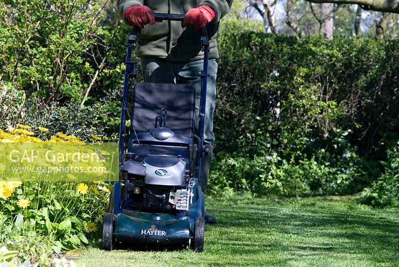 Man mowing the lawn with a petrol driven rotary mower in spring 