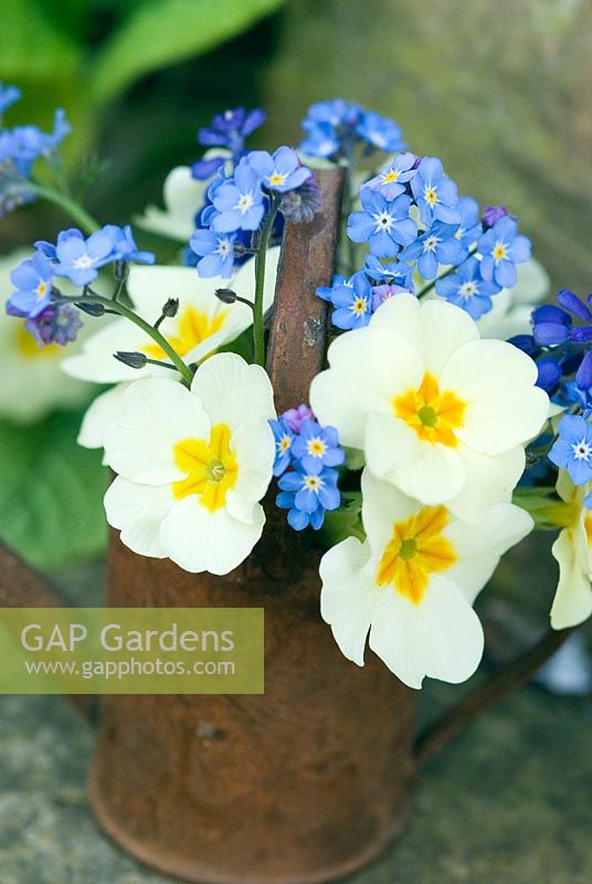 Miniature watering can with spring flowers. Primula vulgaris and  Myosotis