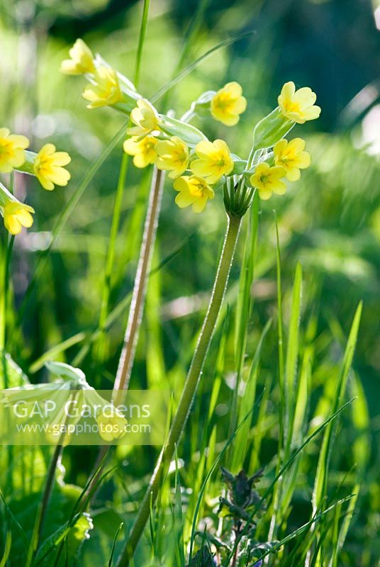 Primula veris in small wooded area in the long grass 