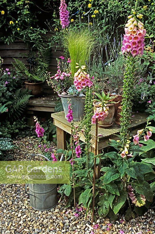 Table with Stipa tenuissima - Pony tails, Echium and Lavandula in pots, watering can, Digitalis and Lavandula by gravel path  