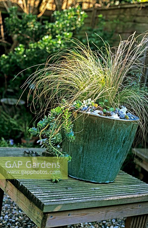 Winter pot with Seaside theme, Stipa tenuissima - Pony tails and Euphorbia mysinites with shells and pebbles as mulch 