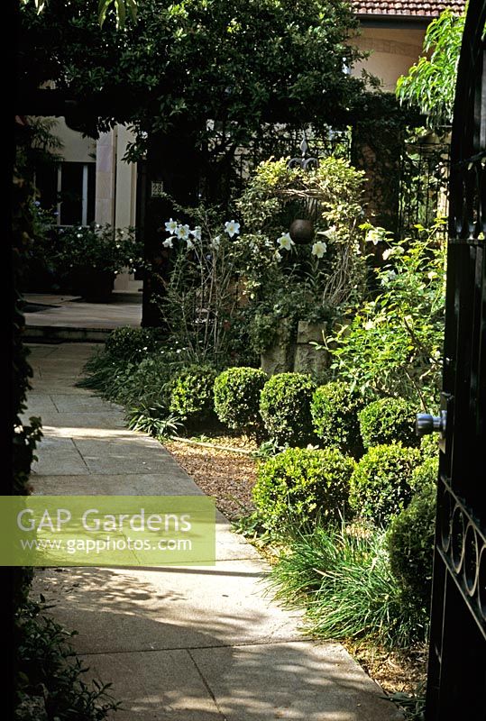 Sandstone path and front garden with Buxus - Box balls as hedge and Lilium regale 