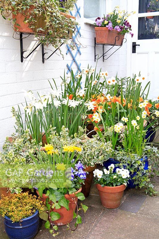 Small courtyard garden with masses of containers with bulbs
