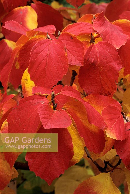Fothergilla major  AGM   -  Autumn foliage.