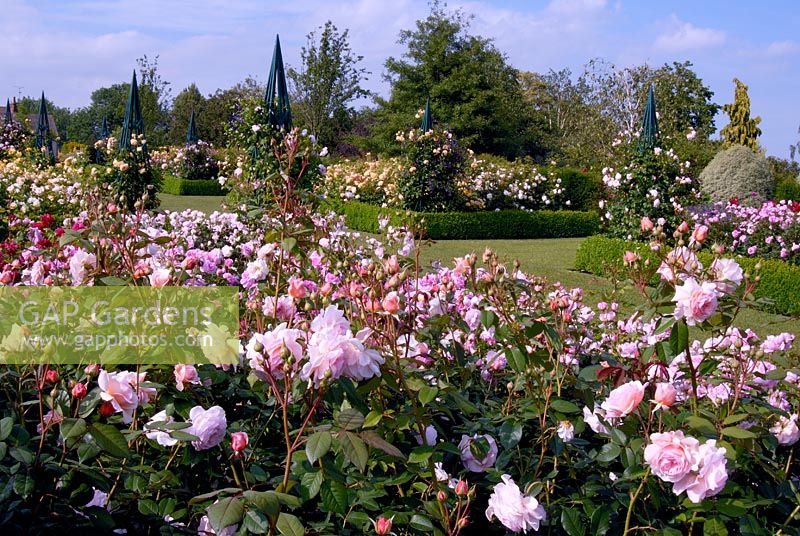 The rose garden at the RHS Gardens Hyde Hall in June. Roses include - Rosa A Shropshire Lad 'Ausled' in foreground