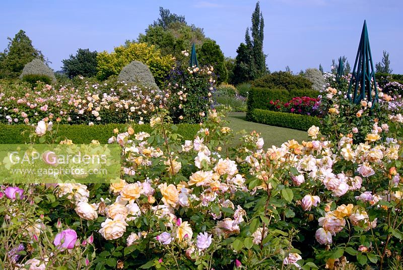 The rose garden at the RHS Gardens Hyde Hall in June. Roses include - Rosa Golden Celebration 'Ausgold'
