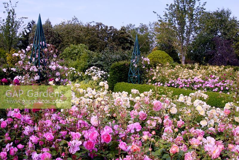 The rose garden at the RHS Gardens Hyde Hall in June. Roses include - Rosa The Pilgrim 'Auswalker'