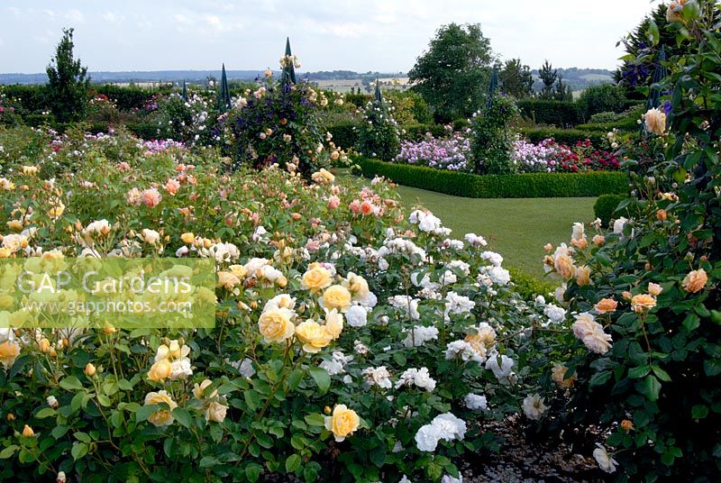 The rose garden at the RHS Gardens Hyde Hall in June. Roses include - Rosa Graham Thomas 'Ausmas', R. Crown Princess Margareta 'Auswinter', Winchester Cathedral 'Auscat' and R. Grace 'Auskeppy'