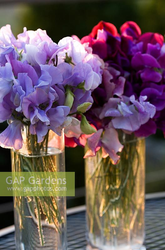 2 bunches of Lathyrus - Sweetpeas in glass vases on garden table 