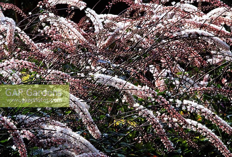 Cimicifuga simplex 'Elstead' flowering in October