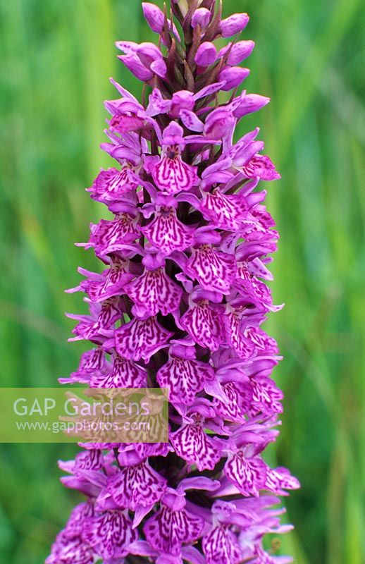 Dactylorhiza fuchsii - Common spotted orchid