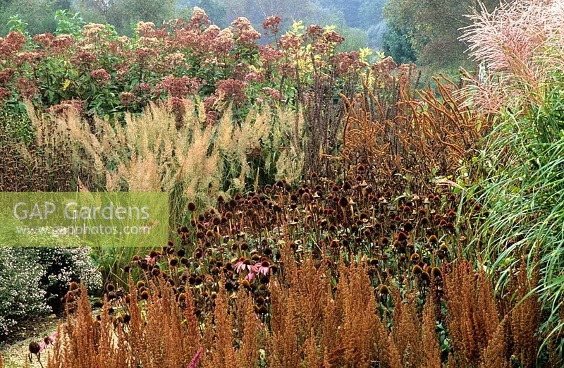Autumn border at Pensthorpe Millenium Garden in October with Echinacea and Veronicastrum Seed Heads, Grasses, Miscanthus and Calamagrostis