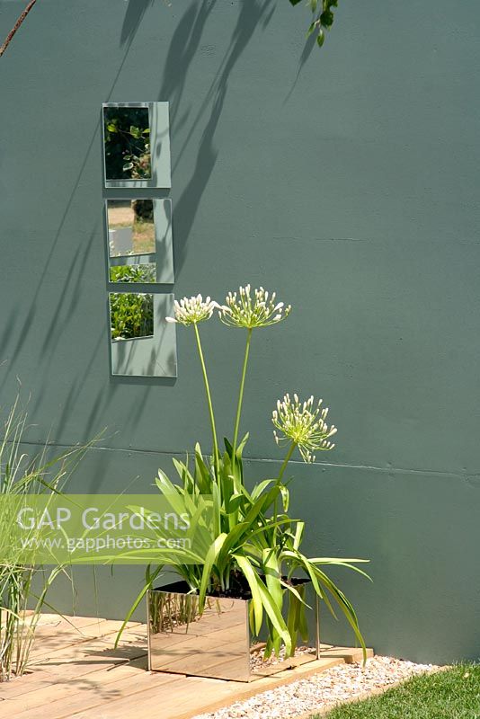 White Agapanthus in square metal container. Hampton Court 2006. 'Calm' by Barleywood garden designs