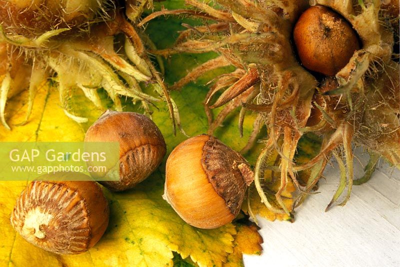 Corylus colurna - Turkish Hazel Nuts and leaves in Autumn