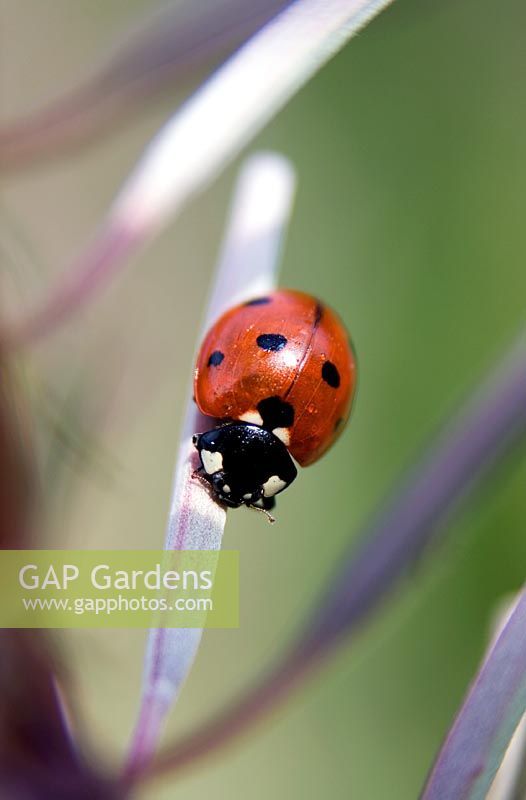 Ladybird in grass straw 