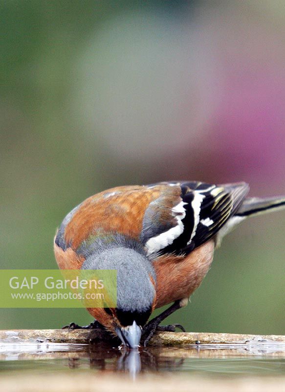 Male Chaffinch having a drink