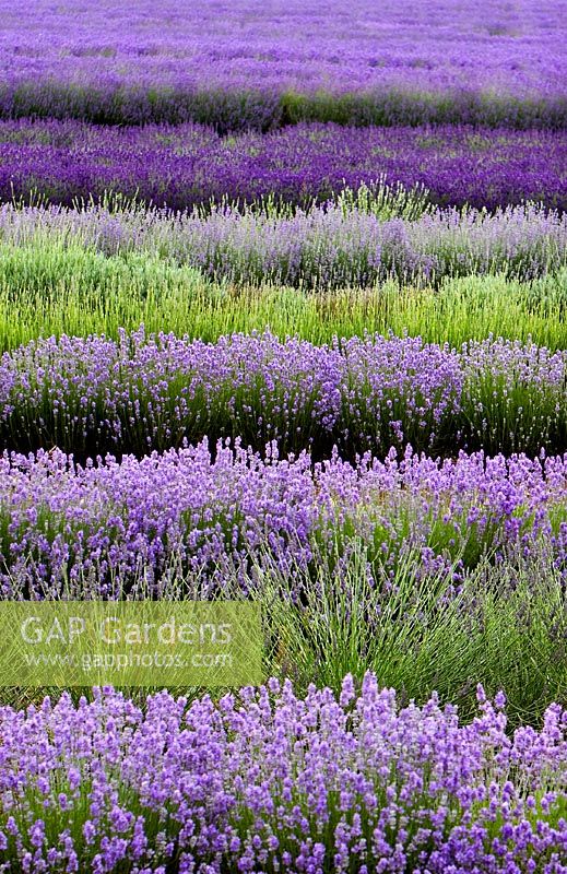 Lavandula - Lavender fields