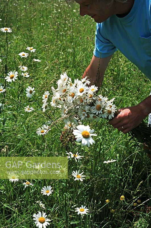 Man picking bunch of wild daisies - Leucanthemum vulgare