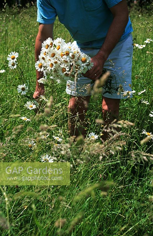 Man picking bunch of wild daisies - Leucanthemum vulgare 