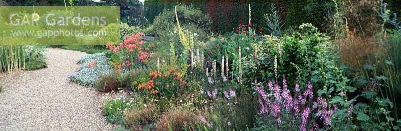 Mixed summer border - Beth Chatto's Dry Garden, Elmstead Market, Colchester, Essex
