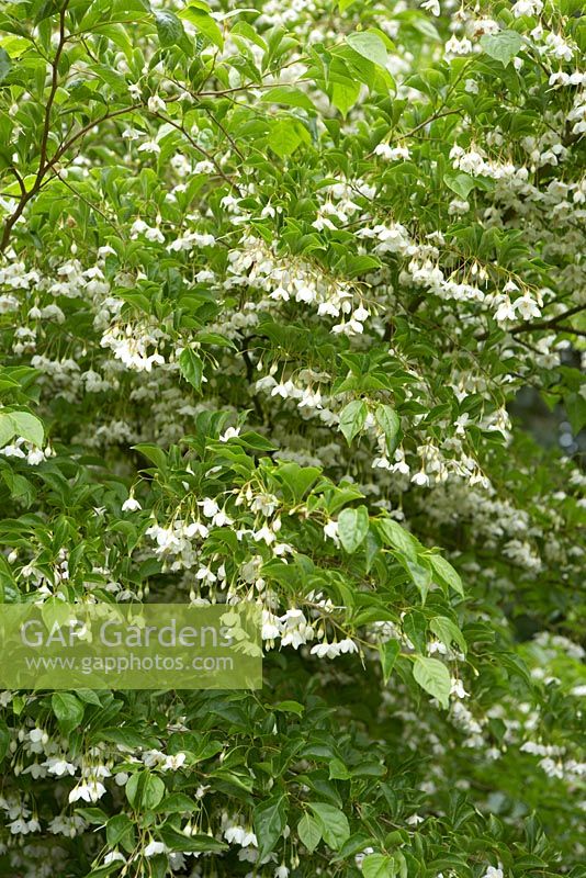 Styrax japonicus - Japanese Snowbell