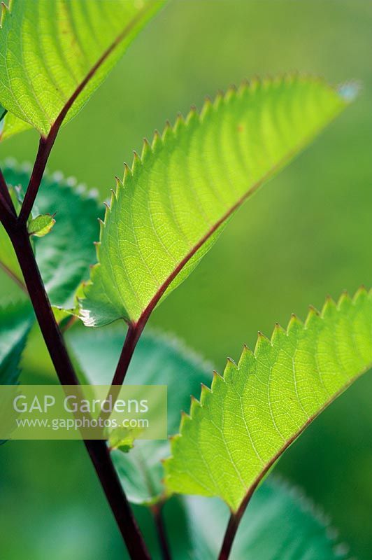 Sanguisorba canadensis - closeup of foliage