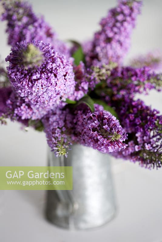 Small bouquet of Buddleia in galvanised jug.