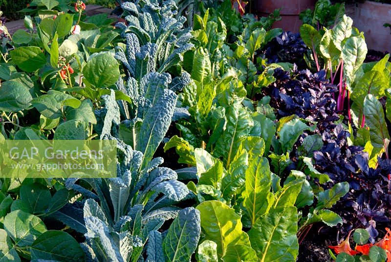 Rows of Dwarf Runner Bean 'Hestia', Cavolo Nero di Toscana (Kale) and Chard growing in a vegetable garden