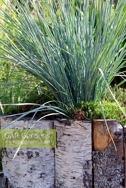 Helictotrichon sempervirens - Blue Oat Grass planted in a container edged with birch bark