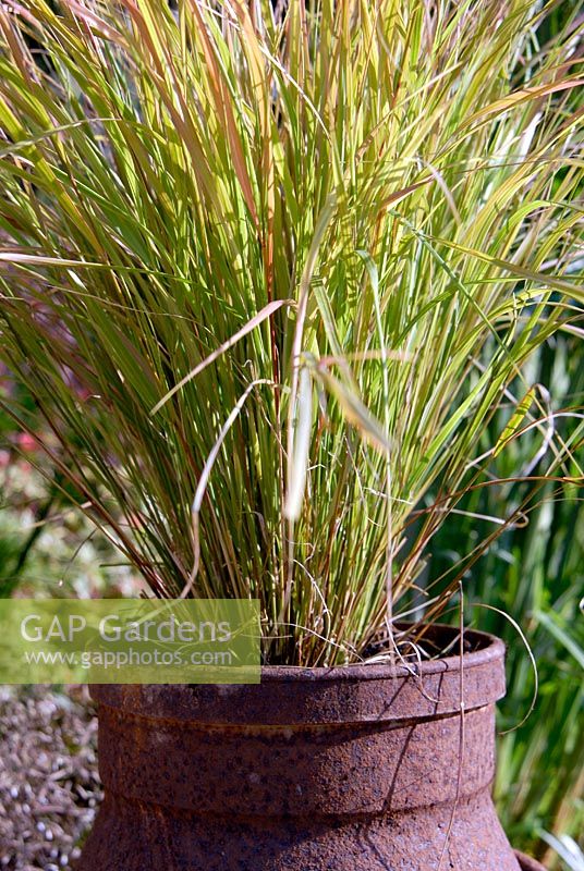 Stipa arundinacea planted in an old rusty milk churn container