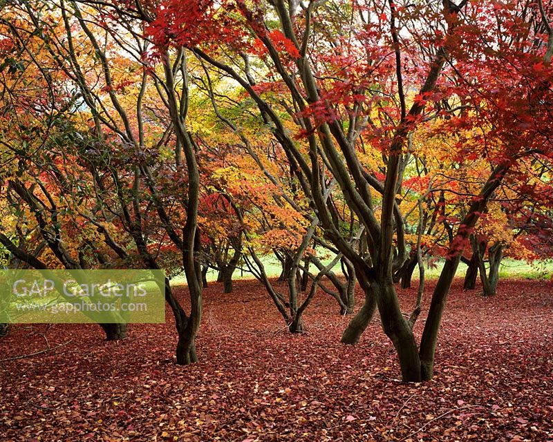 Acers at Winkworth Arboretum 