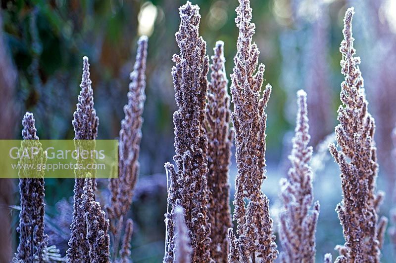 Astilbe chinensis Var. taquetii. Frosted seed heads.